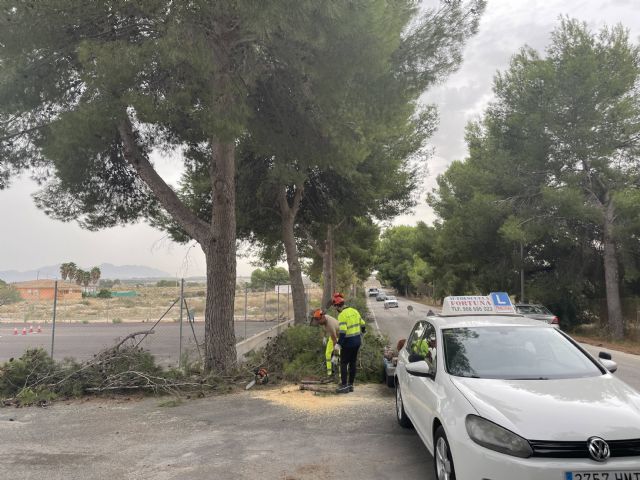 El Ayuntamiento de Molina de Segura continúa con los trabajos de mantenimiento de la arboleda de la Avenida Virgen de las Mercedes en la pedanía de Los Valientes